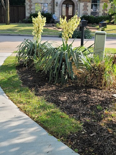Organic yucca plant - l, 10
