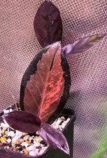 Zamioculcas Zamiifolia Black Raven Pink Variegata pianta consolidata GZ2