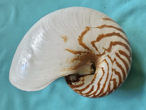 Grande conchiglia marina - conchiglia,