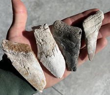 Megalodonte denti di squalo
