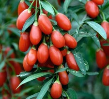 Semi di bacche di Goji ~Lycium