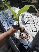 Burro plantain live semilla - burro,