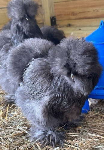 Uova cova pollo silkie - uova,