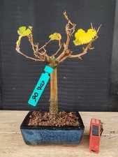 bonsai di gelso h 31 cm visita