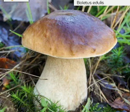 Xxl coltivazione funghi fungo - xxl,