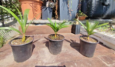 Chamaerops  Humilis Vulcano palma nana Tree bonsai resistente freddo ITALIA