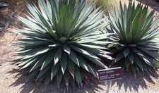 50 semi di agave obscura