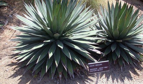 Semi agave obscura - 50,