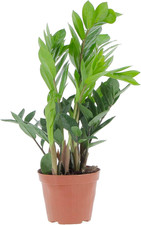 - Zamioculcas Zamiifolia -