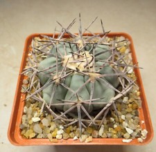 827,75 echinocactus