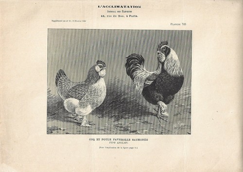 Stampa antica gallo - antica,
