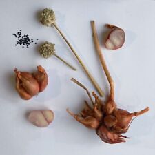 Red onion-potato (SRL) / 30 Onion-Potato SEEDS / A. cepa var. aggregatum / EASY