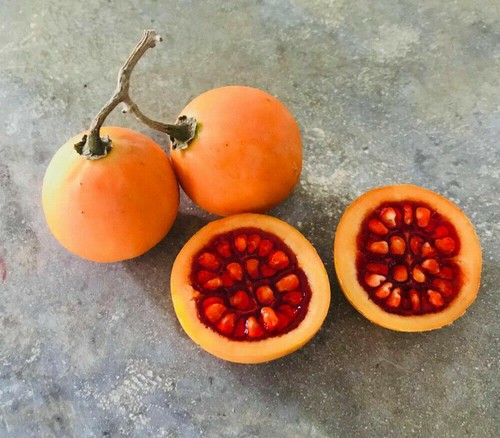 Solanum glaucescens - solanum,