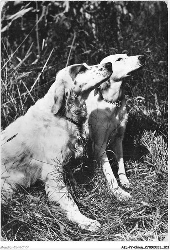 Ailp7 0674 cane - -, setter