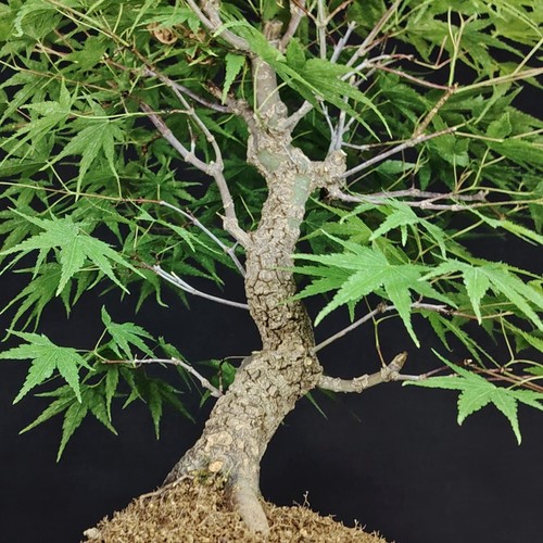 Bonsai acero giapponese acer - bonsai,