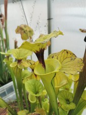 Sarracenia flava var. rugelii , Taglia M - Pianta Carnivora