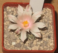 Ariocarpus kotschoubeyanus