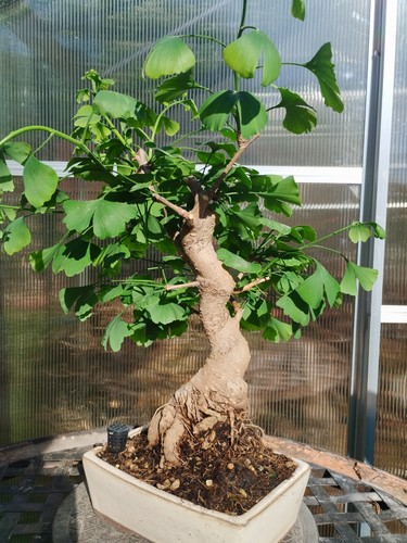 Bonsai ginkgo biloba kifu - bonsai,