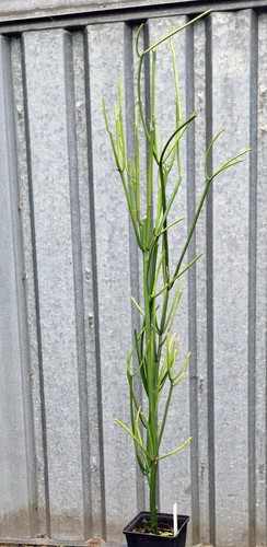 Matita arbusto euforbia - matita,