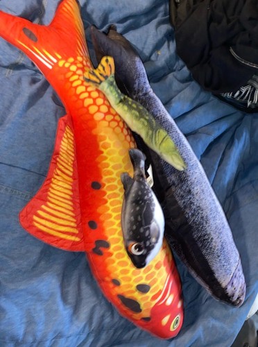 Lotto cuscini pesce cattura