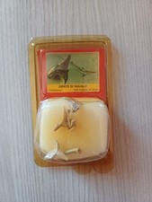 Fossili Denti Di Squalo