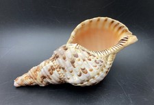 Charonia tritonis 18 cm corno