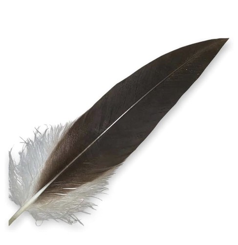 Penna aquila flex ginnica - flex,