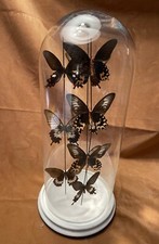 teca in vetro e legno con