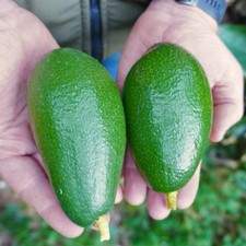 PIANTA DA FRUTTO TROPICALE