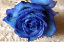 ROSA BLU / BLUE ROSE, 100 SEMI