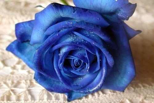 Rosa blu blue - /, 100