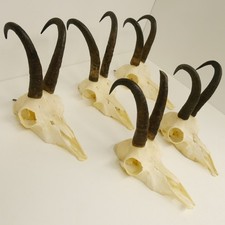 5 Pezzi Di Corna Di Camoscio