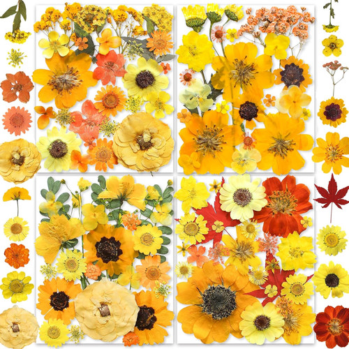 Fiori pressati secchi gialli - pressati,