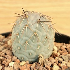 Tephrocactus alexanderi var