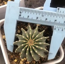 3,5 ~ 4 cm Geohintonia mexicana casuale propria radice boutique