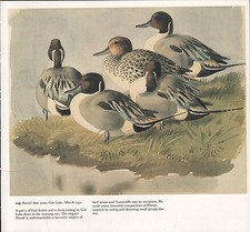 Bellissima Stampa Vintage Di