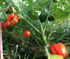 'Habanero Red' 30 semi