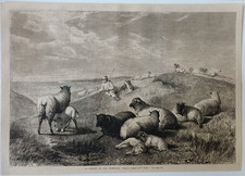 Stampa antica Pastorizia