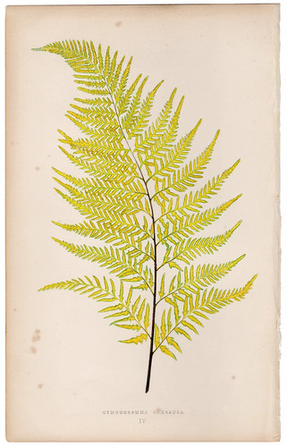 Antica stampa botanica 1872