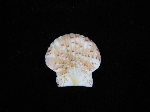 Sea shell annachlamys - sea,