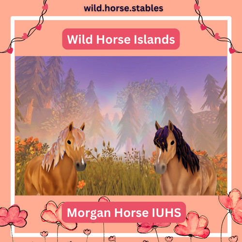Wild horse islands - horse, morgan