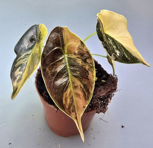 Bellissima alocasia azlanii - bellissima,