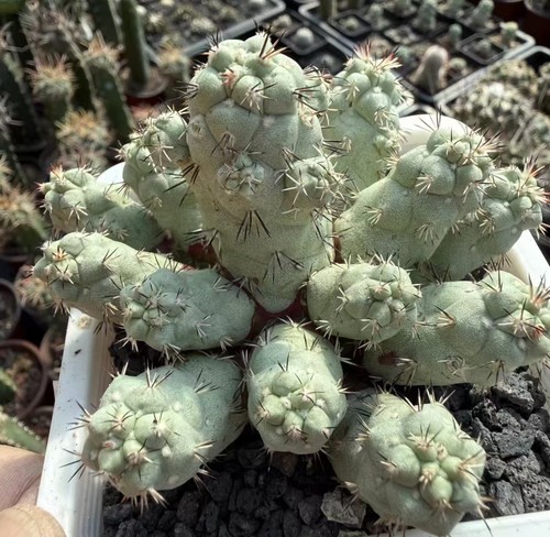 Cm ortegocactus - 9,3,