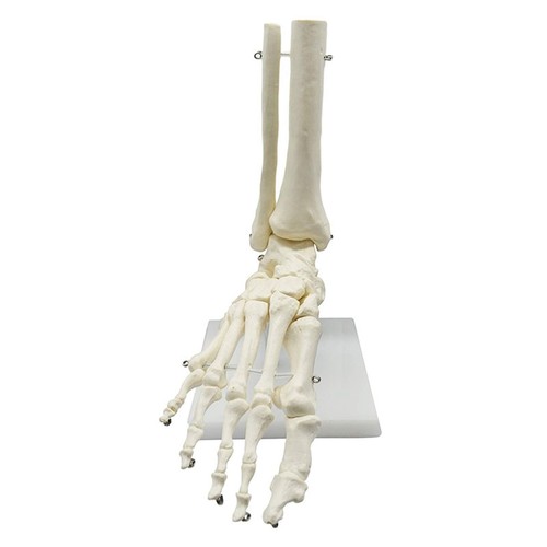 Scheletro umano anatomia - scheletro,