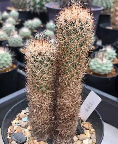 Turbinicarpus beguinii own - beguinii,