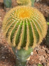 Rara pianta succulenta