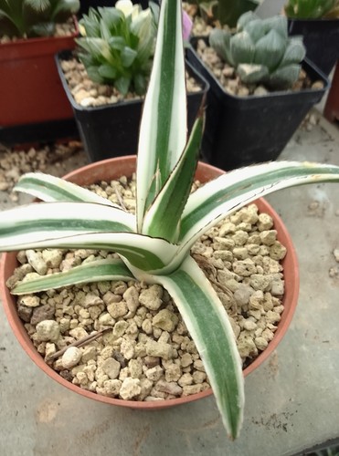 Agave white rhino - agave, it