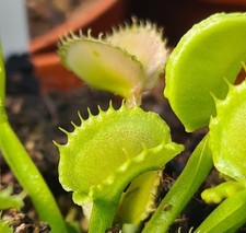 Piante Carnivore Dionea GREEN
