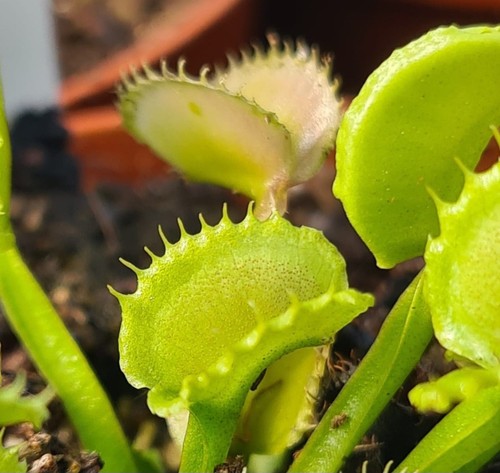 Piante carnivore dionea green - dionea,