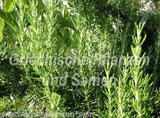 🔥🌿 Rosmarino 50 semi